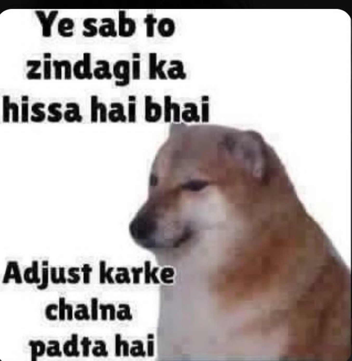 Cheems shrugging: 'Ye sab to zindagi ka hissa hai bhai / Adjust karke chalna padta hai'