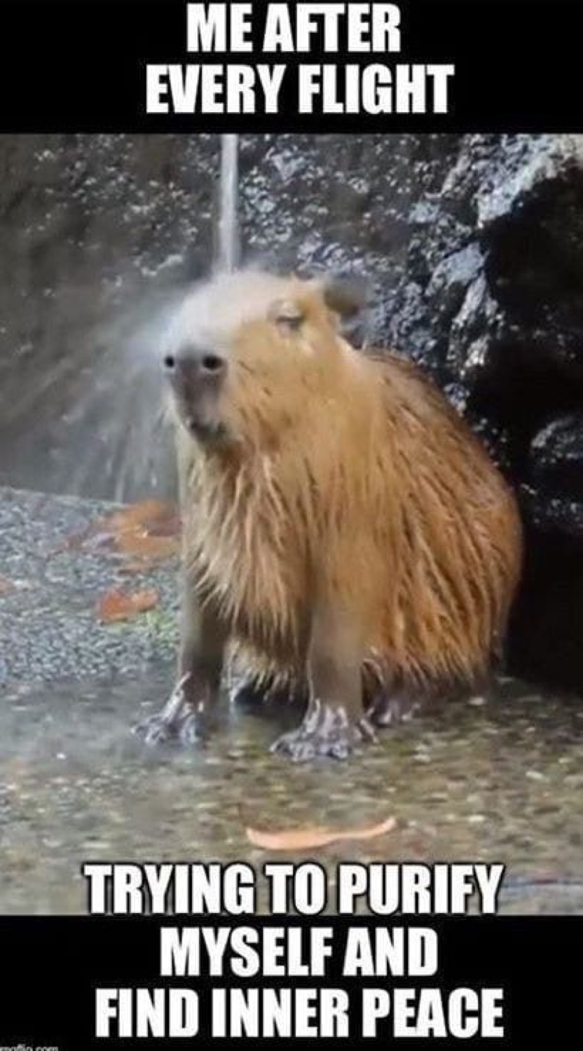 Capybara standing under a waterfall: 'ME AFTER EVERY FLIGHT / TRYING TO PURIFY MYSELF AND FIND INNER PEACE'