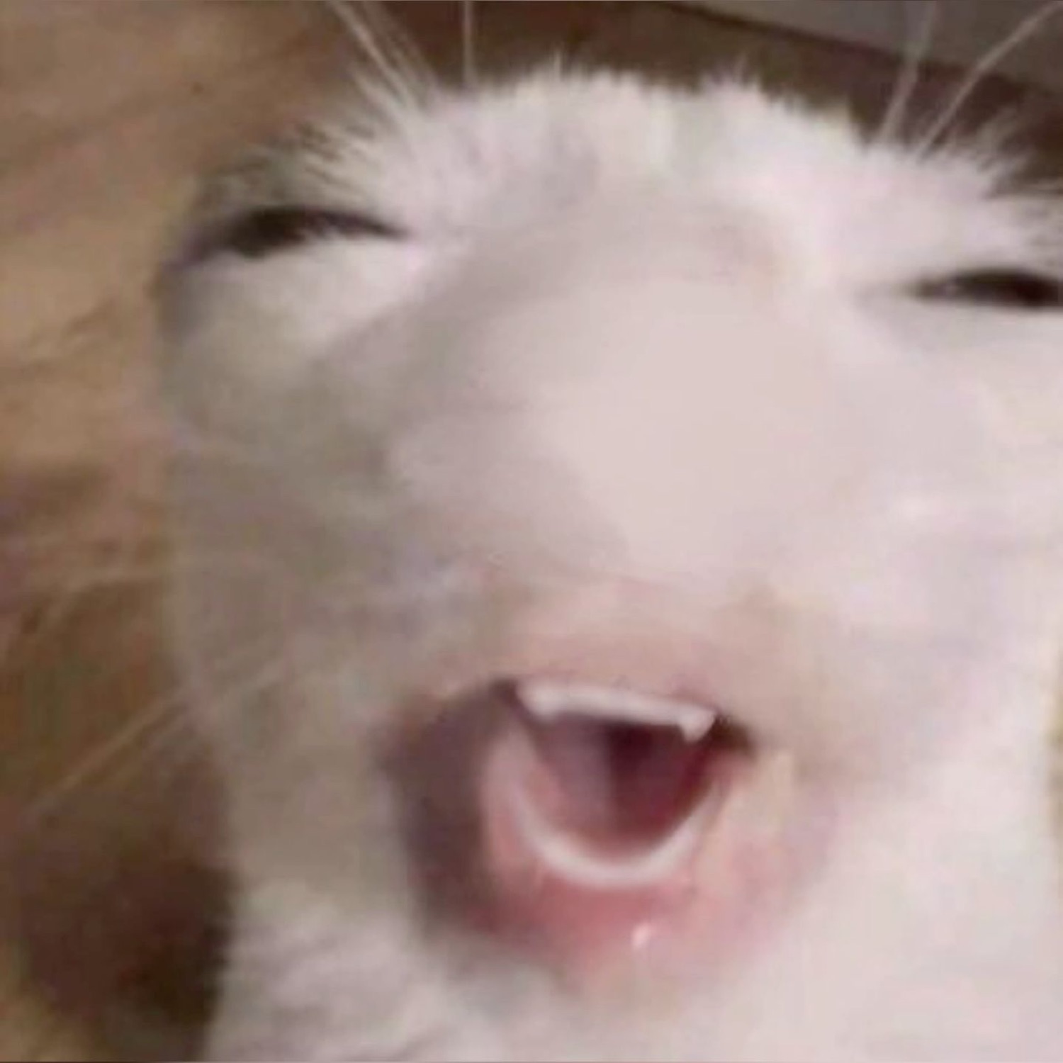 White cat squinting with its mouth open mid-meow