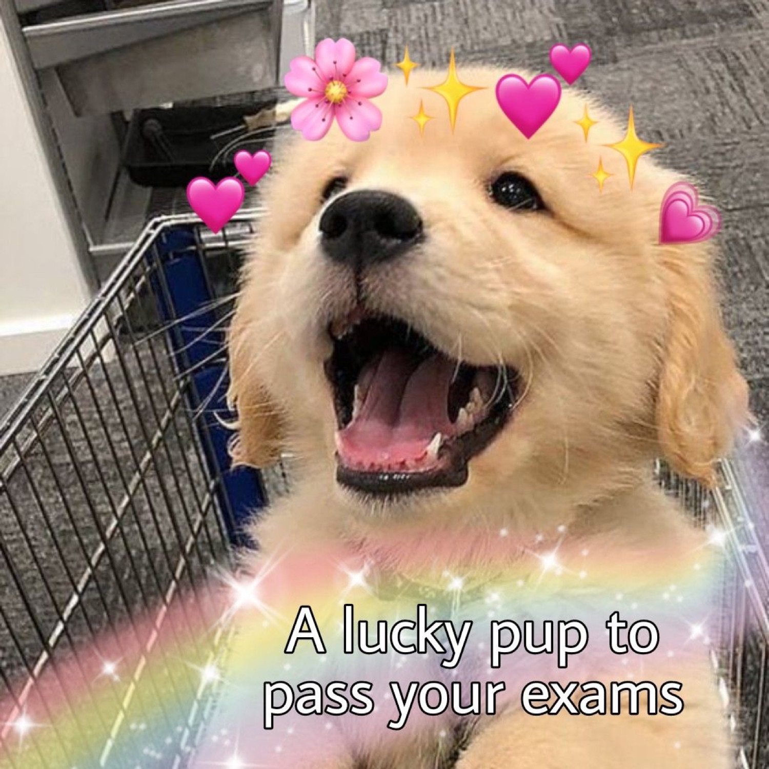 Golden retriever puppy with sparkles and hearts: 'A lucky pup to pass your exams'