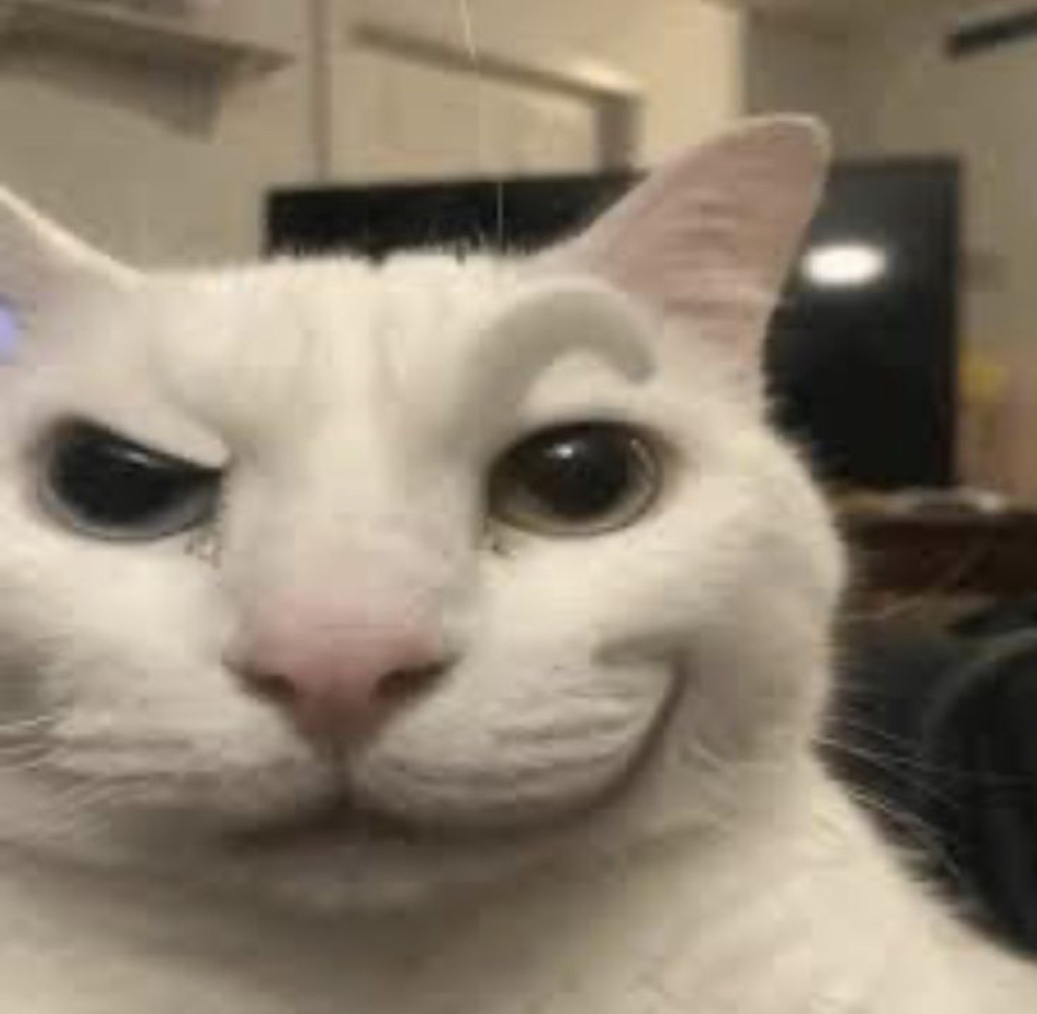 White cat with drawn-on eyebrow giving a one-eyed smug smirk straight at the camera