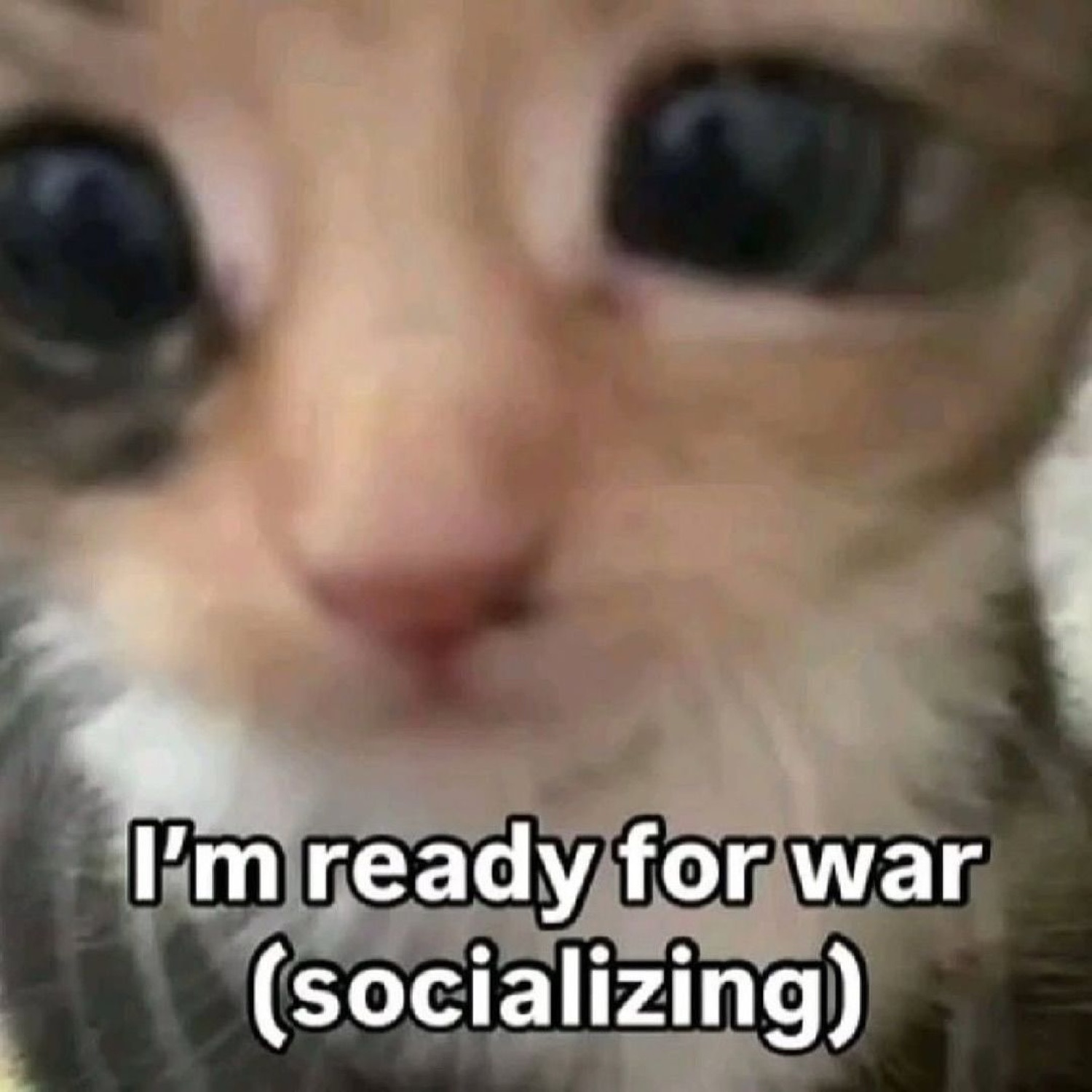 Kitten with enormous dilated pupils captioned 'I'm ready for war (socializing)'