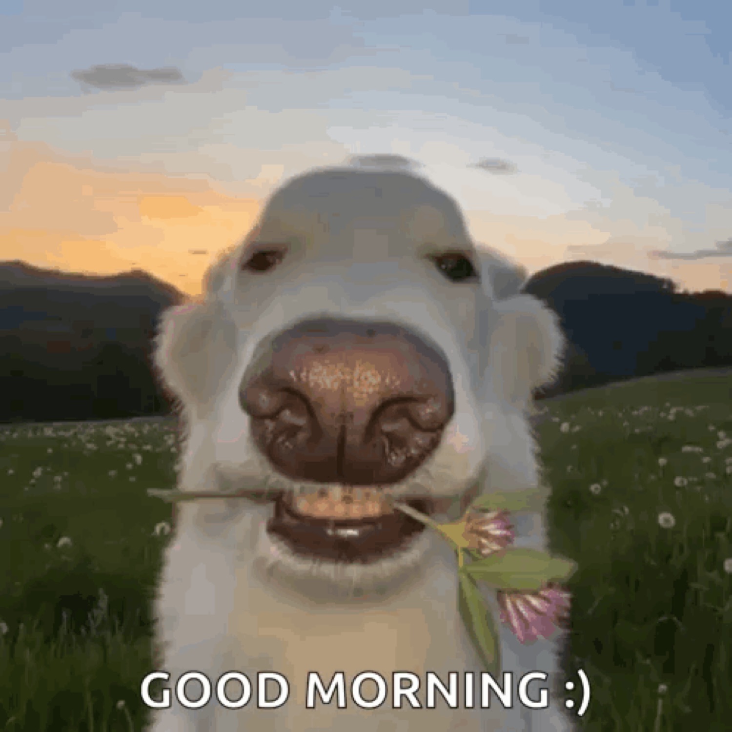 Dog with a flower in its mouth grinning: 'GOOD MORNING :)'
