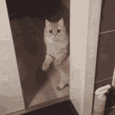 Cat peeking around a bathroom door then bolting away