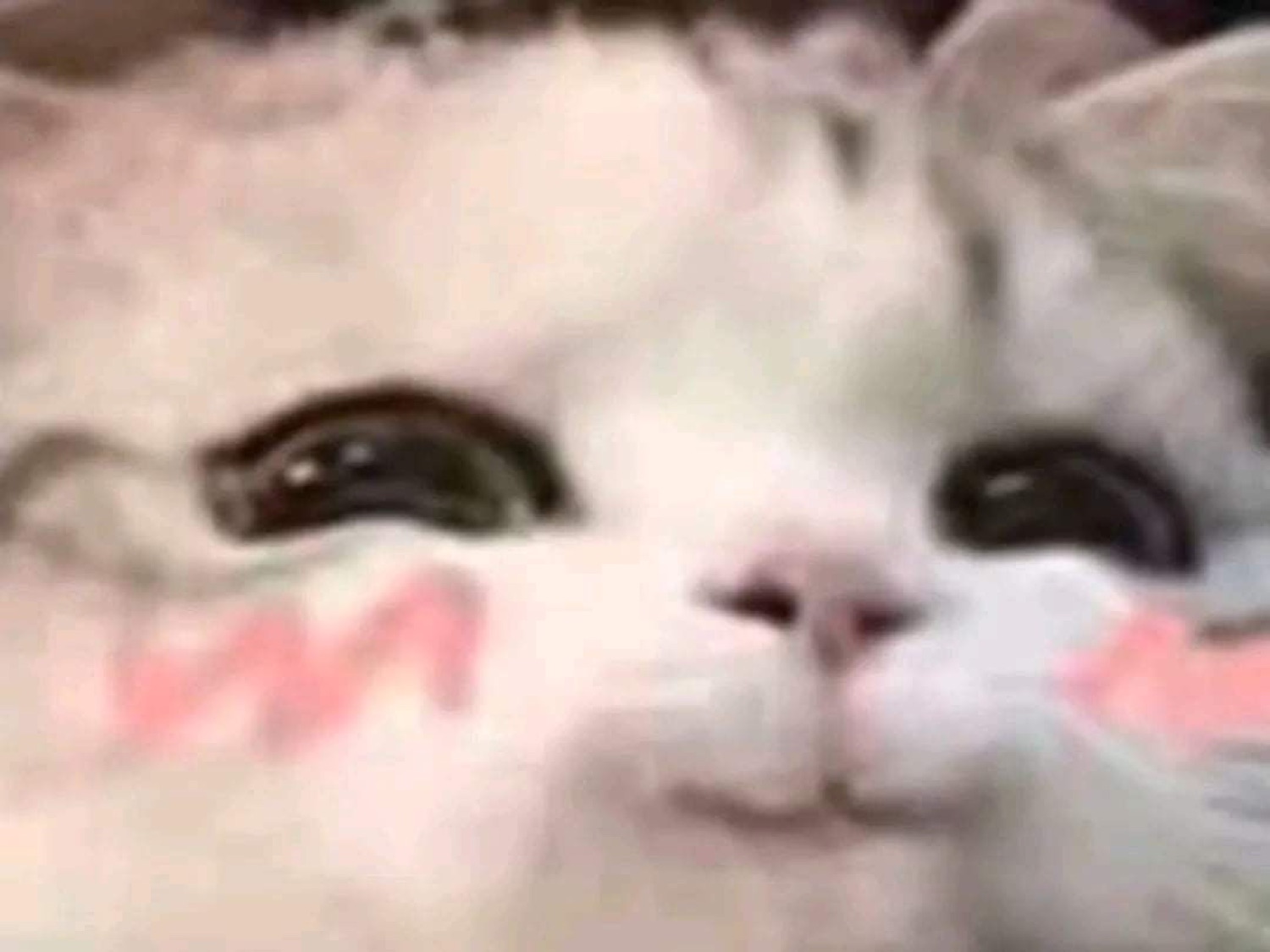 White fluffy cat with pink blush filter and half-closed dreamy eyes