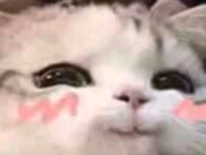 White fluffy cat with pink blush filter and half-closed dreamy eyes