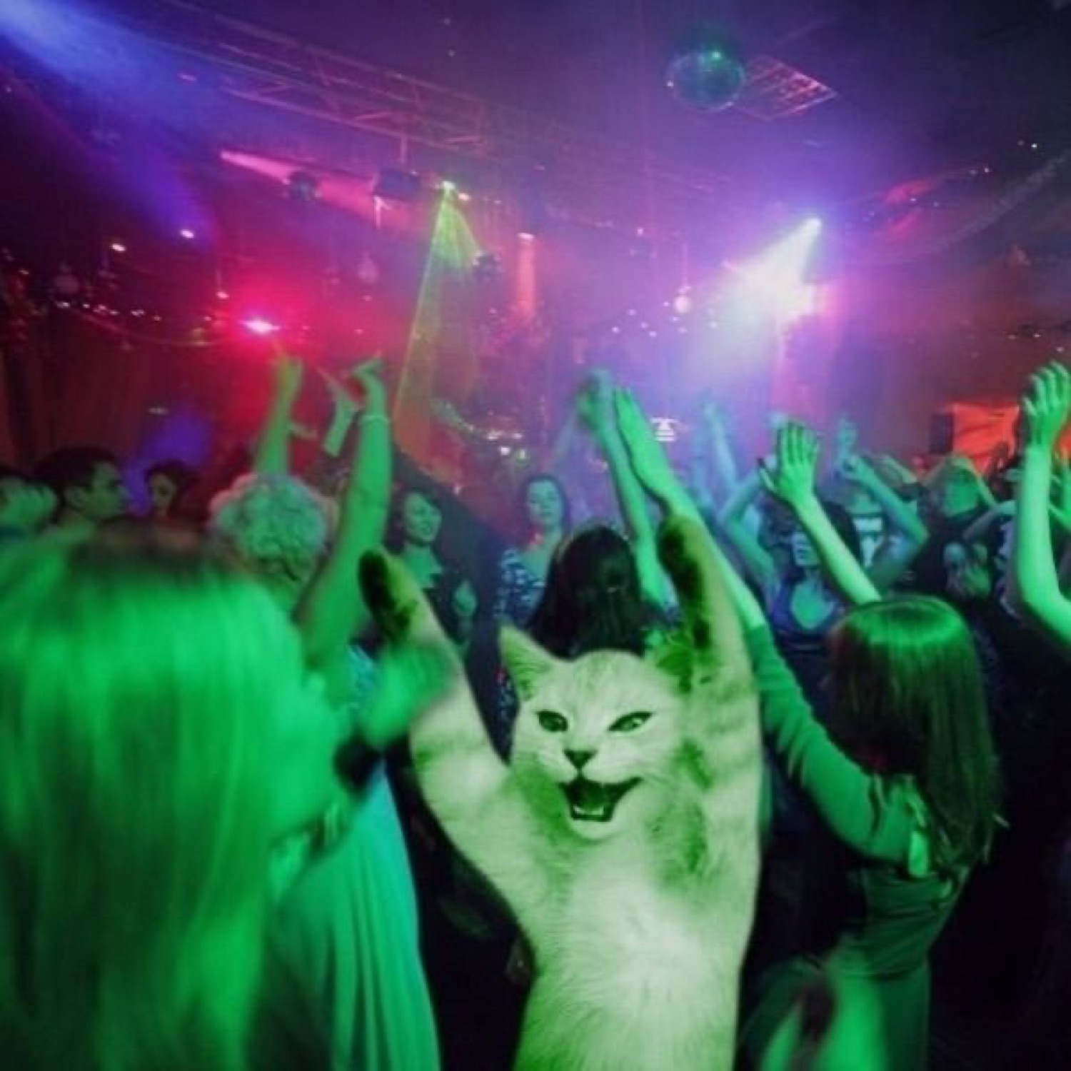 White cat photoshopped into a nightclub crowd, paws up and going off