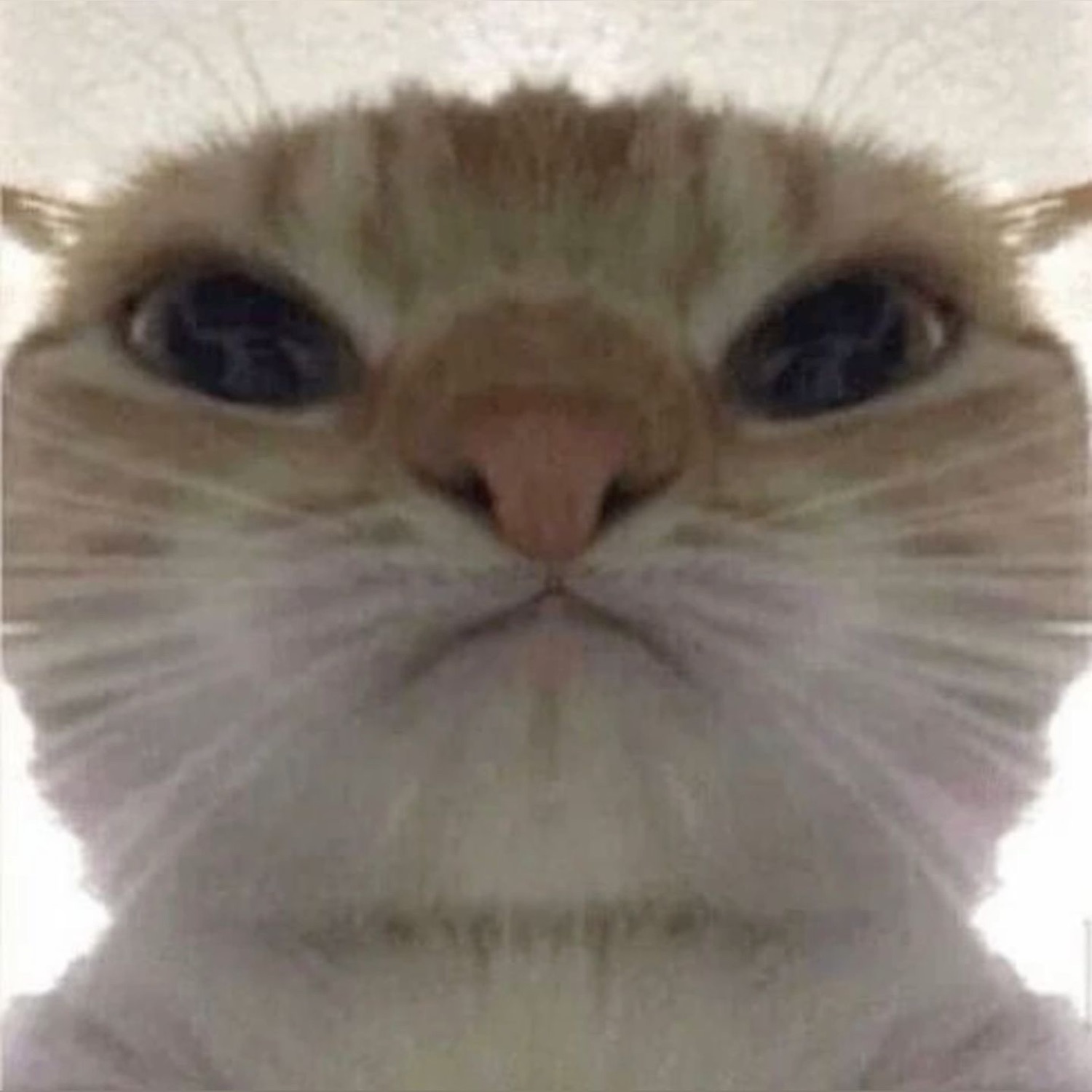 Extreme close-up of a cat's face with a wide-eyed, blank stare