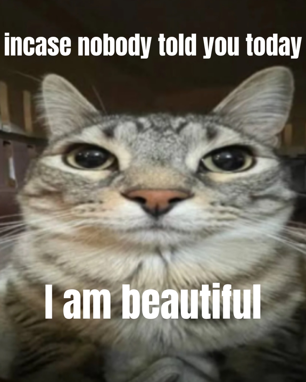 Tabby cat staring directly into the camera captioned 'incase nobody told you today I am beautiful'