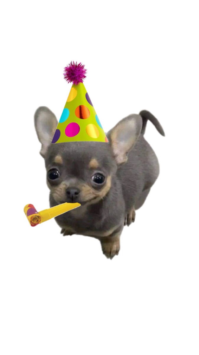 Chihuahua puppy in a party hat blowing a party horn