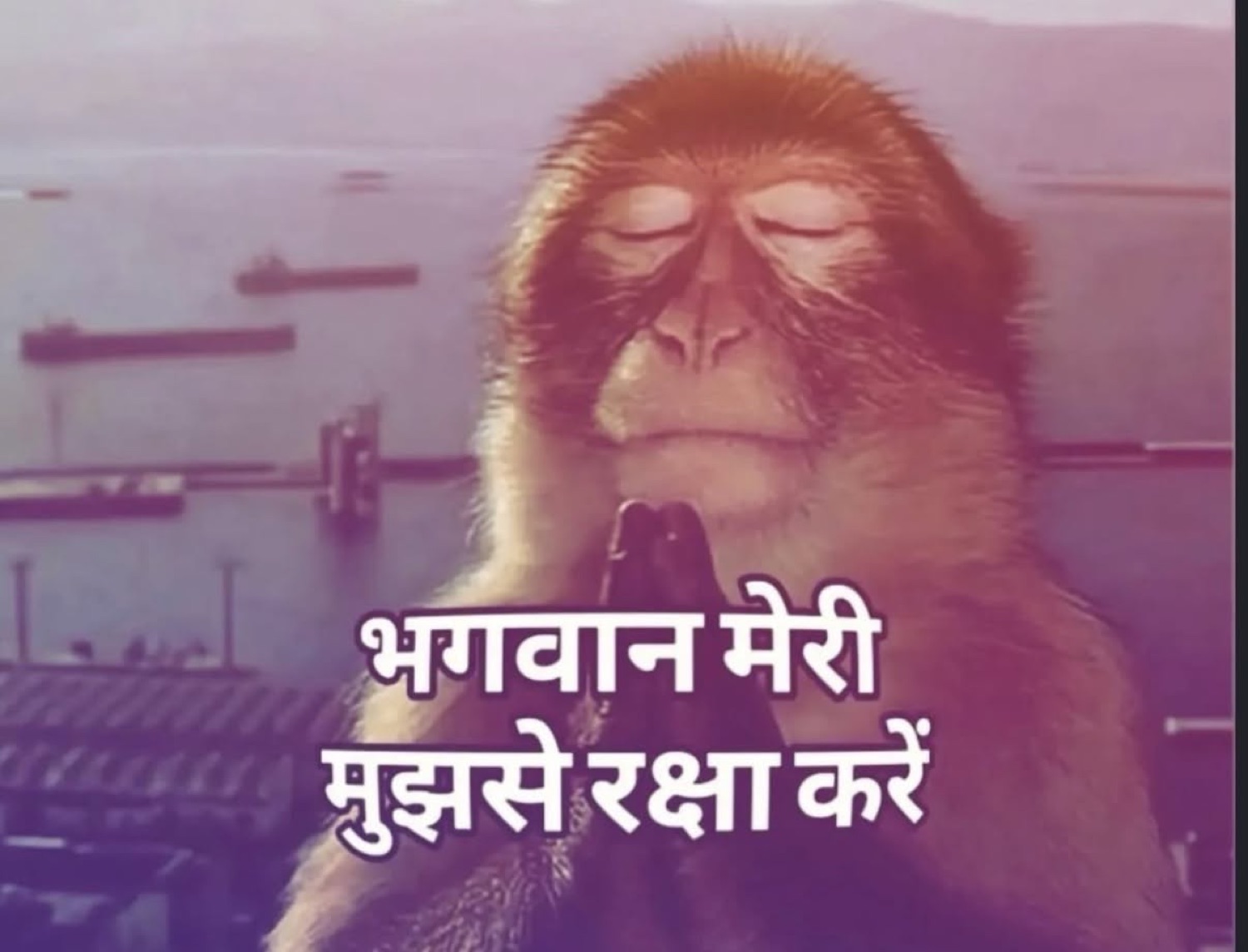 Monkey with eyes shut in prayer: 'भगवान मेरी मुझसे रक्षा करें' (God, save me from myself)