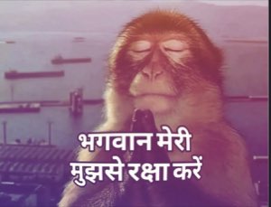 Monkey with eyes shut in prayer: 'भगवान मेरी मुझसे रक्षा करें' (God, save me from myself)