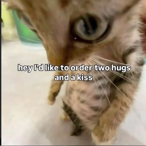 Close-up kitten leaning into the camera captioned 'hey I'd like to order two hugs and a kiss'