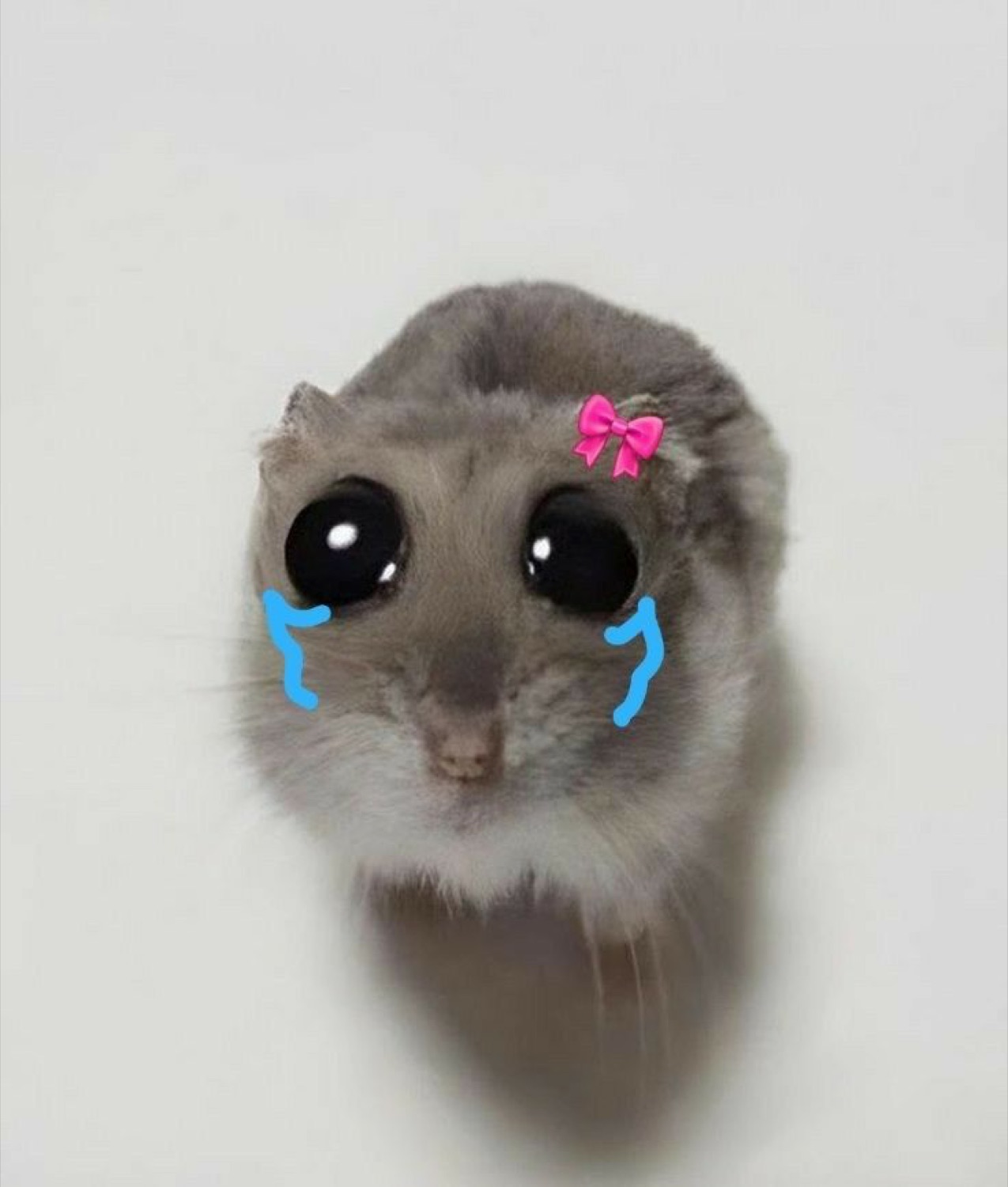 Hamster edited with cartoon teary eyes and a pink bow, looking heartbroken
