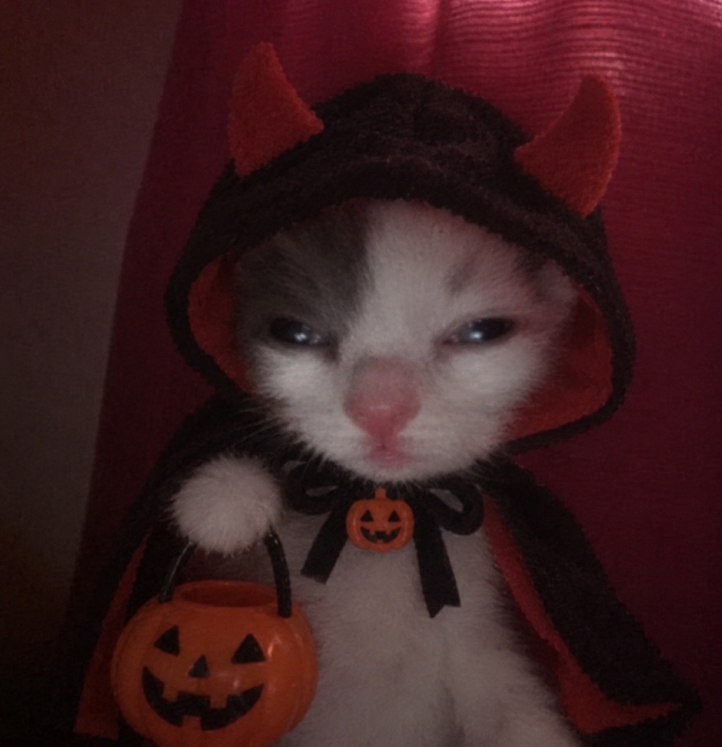 Kitten in a devil-horn hood with a jack-o-lantern bucket, squinting grumpily