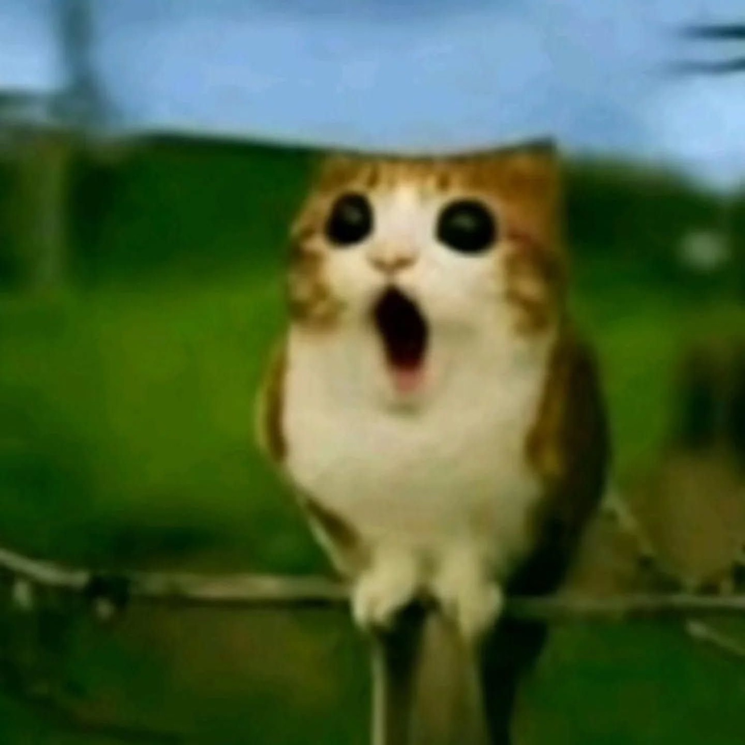 Owl-bodied cat on a branch with its mouth wide open in shock