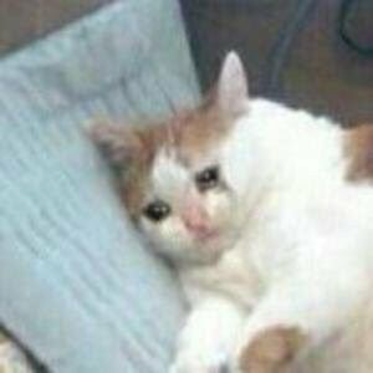White-and-orange kitten resting on a pillow with big teary, sad eyes