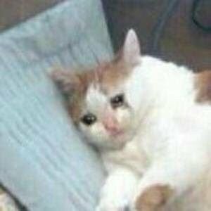 White-and-orange kitten resting on a pillow with big teary, sad eyes