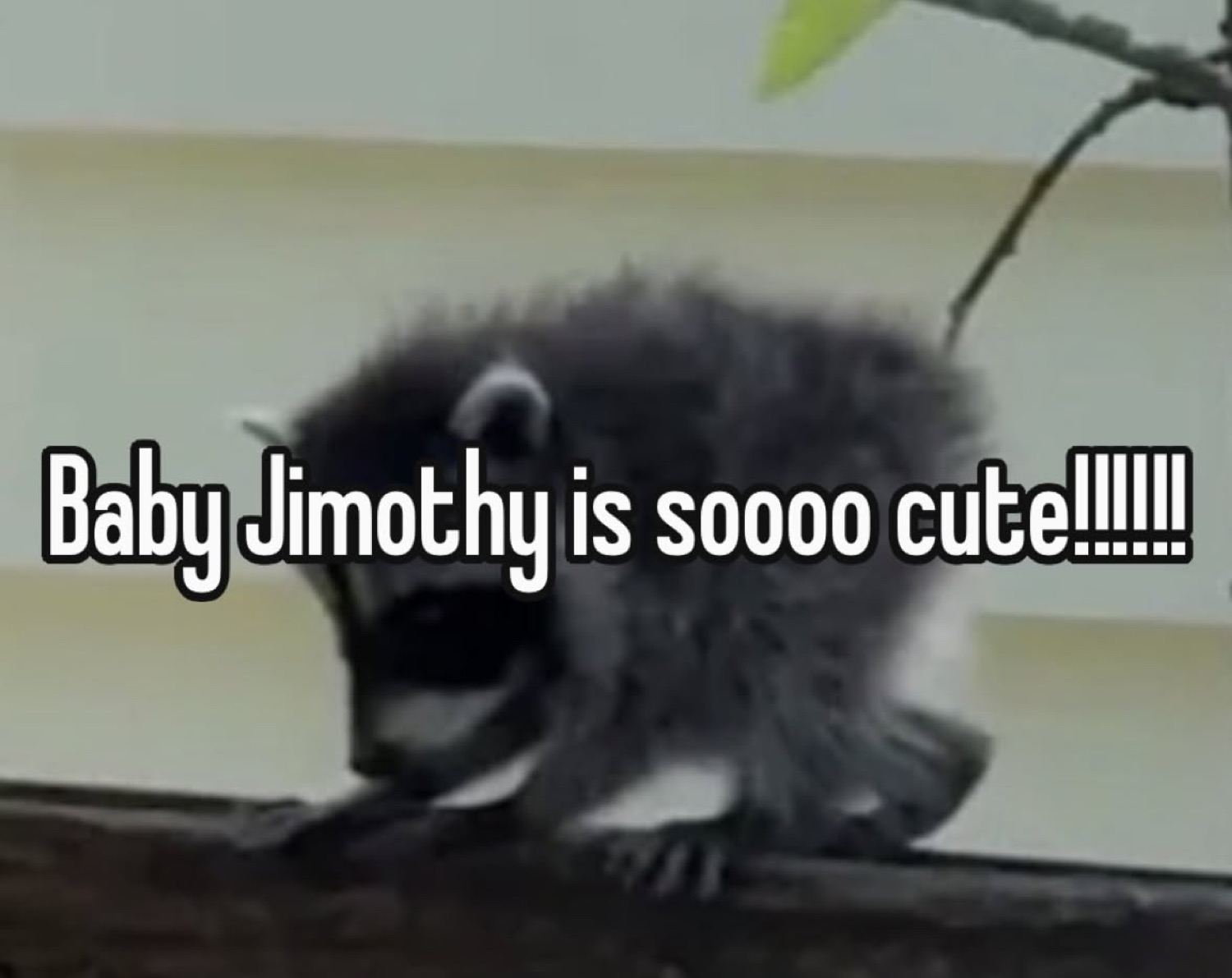 Fluffy baby raccoon creeping along a fence under 'Baby Jimothy is soooo cute!!!!!'