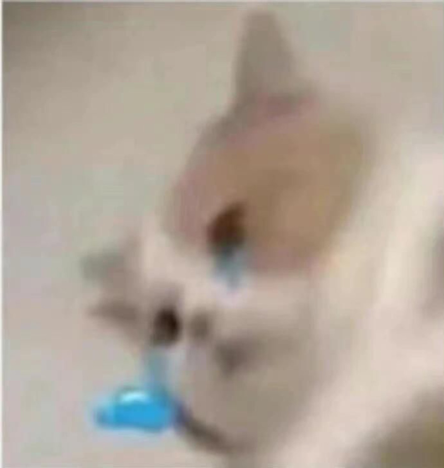 Blurry cat with a teary blue eye looking utterly defeated