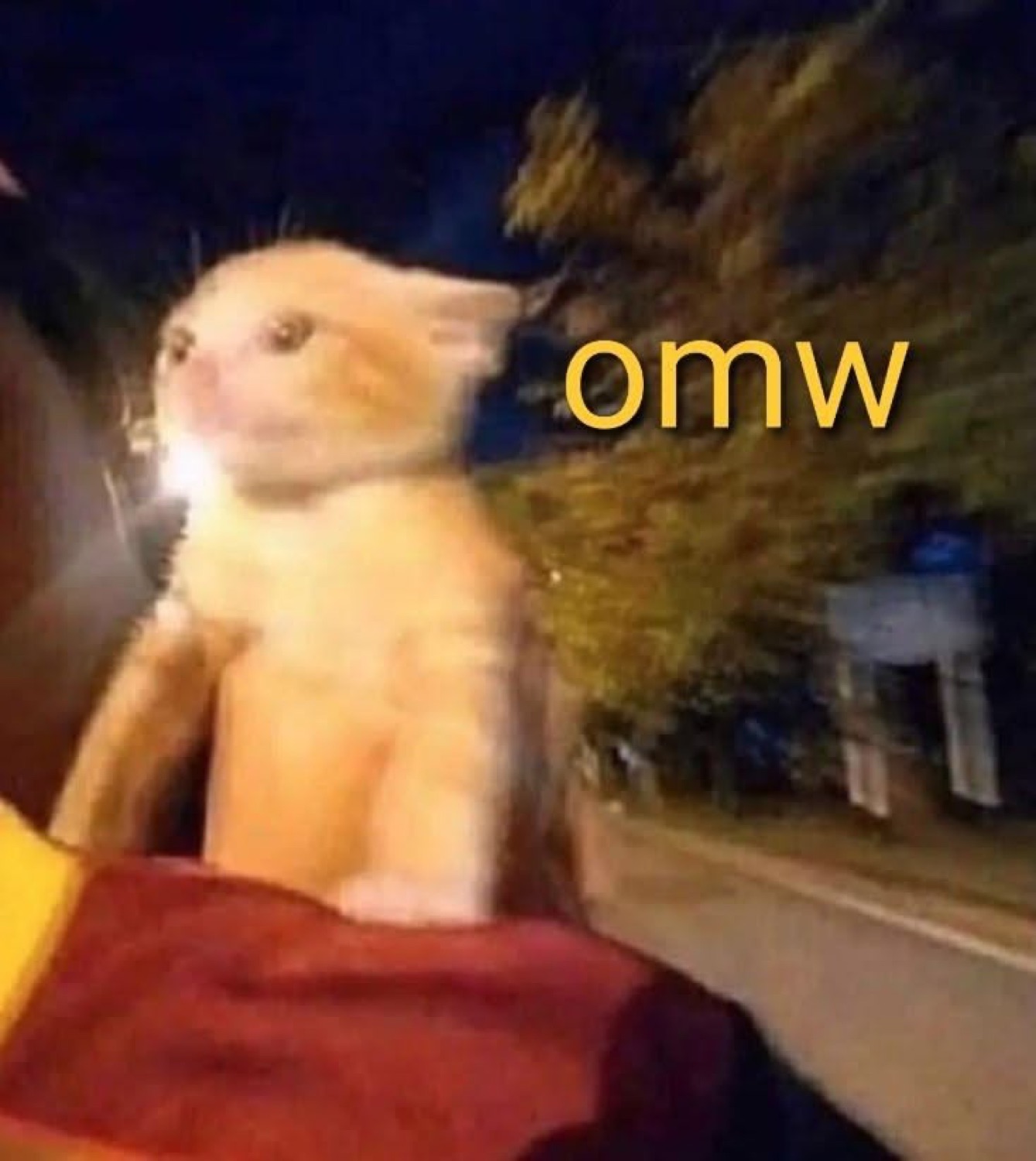 Kitten poking out of a car at night captioned 'omw'