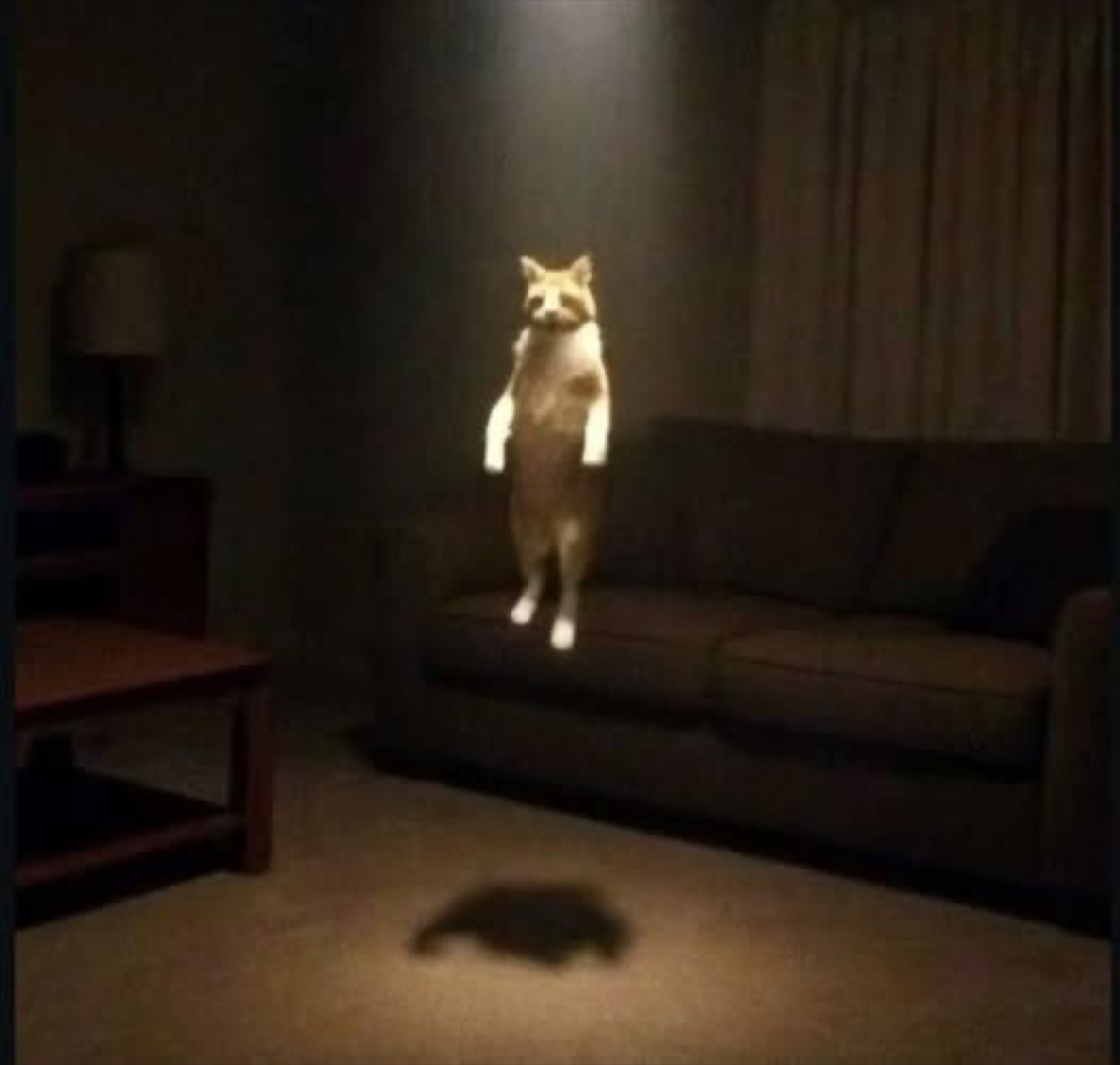 Orange and white cat levitating upright in a dark living room, lit from above like a divine visitation