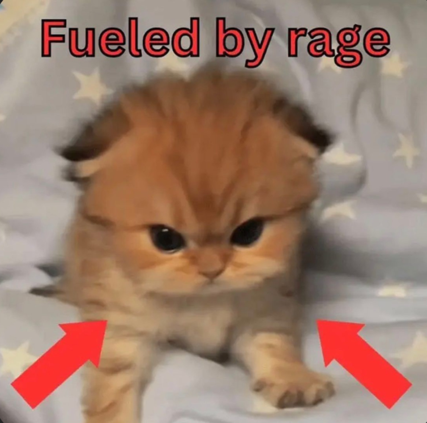 Fluffy orange kitten with a furious little scowl captioned 'Fueled by rage', red arrows pointing at it