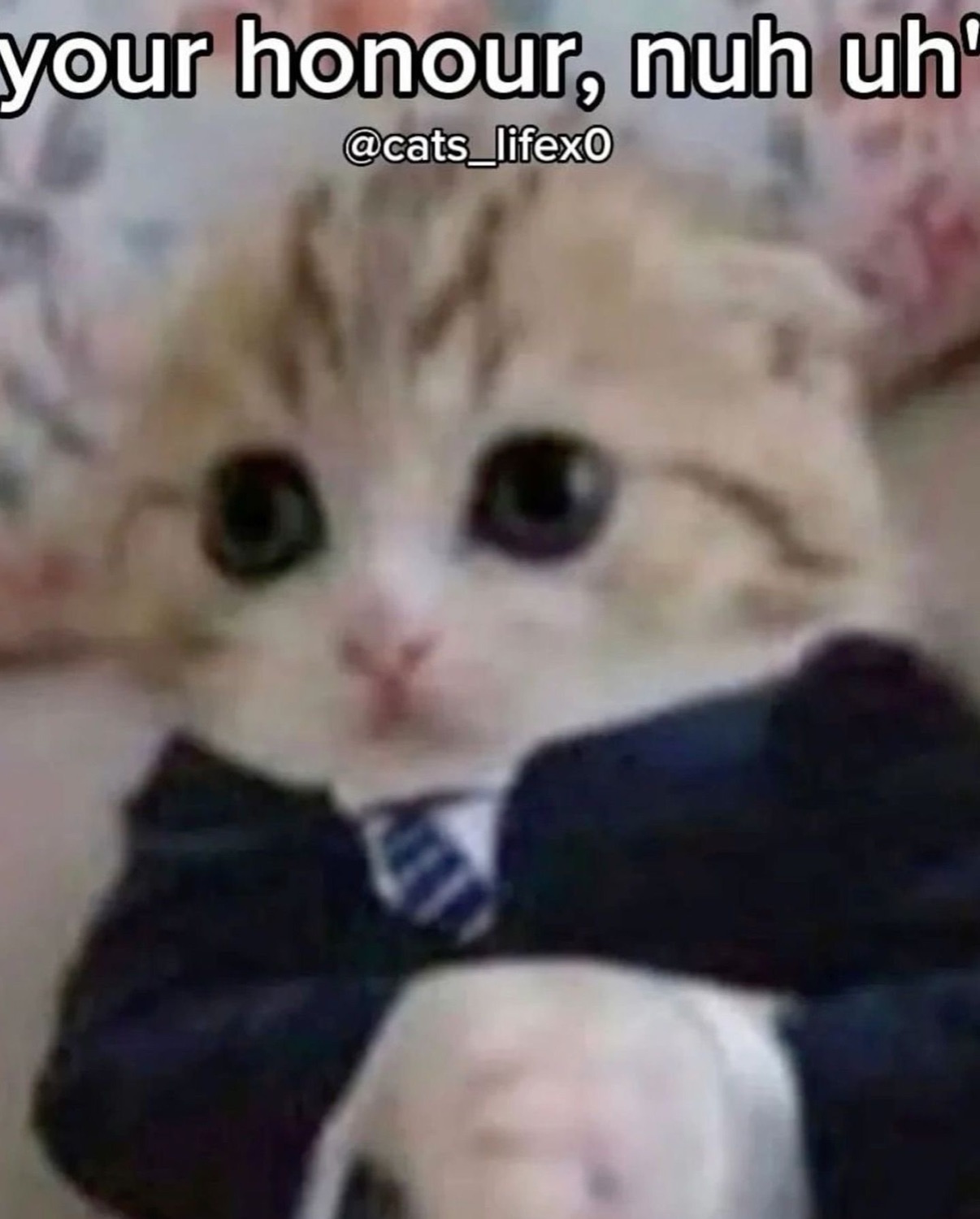 Kitten in a tiny suit and tie captioned 'your honour, nuh uh' with a flat stare