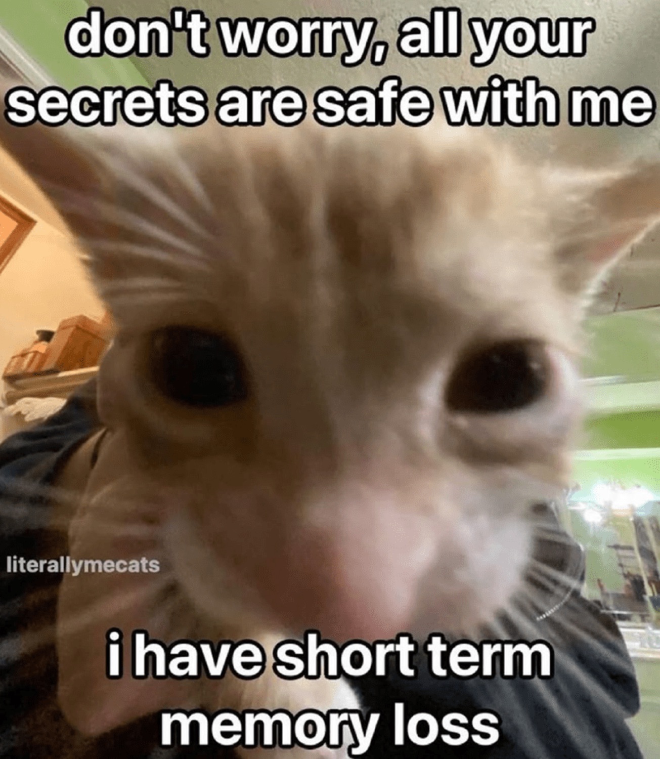 Wide-eyed ginger kitten up close with a meme about keeping secrets despite short-term memory loss