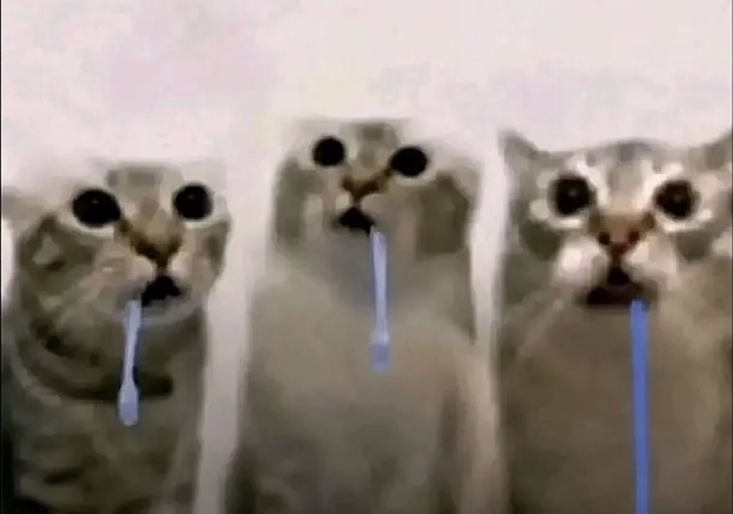 Three identical tabby cats lined up, each holding a toothbrush in their mouth, staring blankly forward