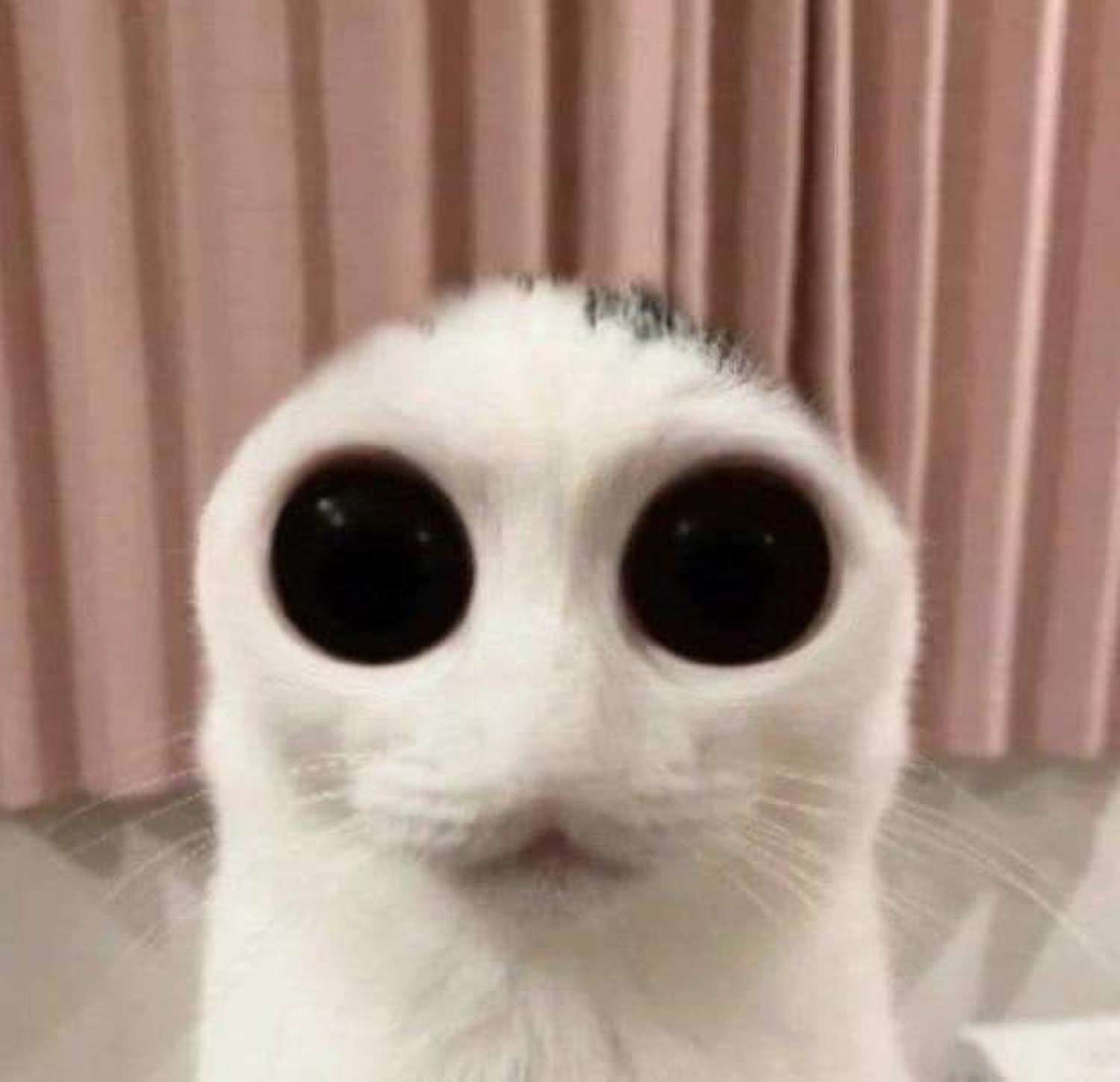 White cat edited with enormous black eyes, staring