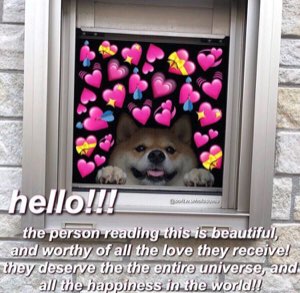Smiling Shiba surrounded by heart emojis in a window, captioned 'hello!!! the person reading this is beautiful'