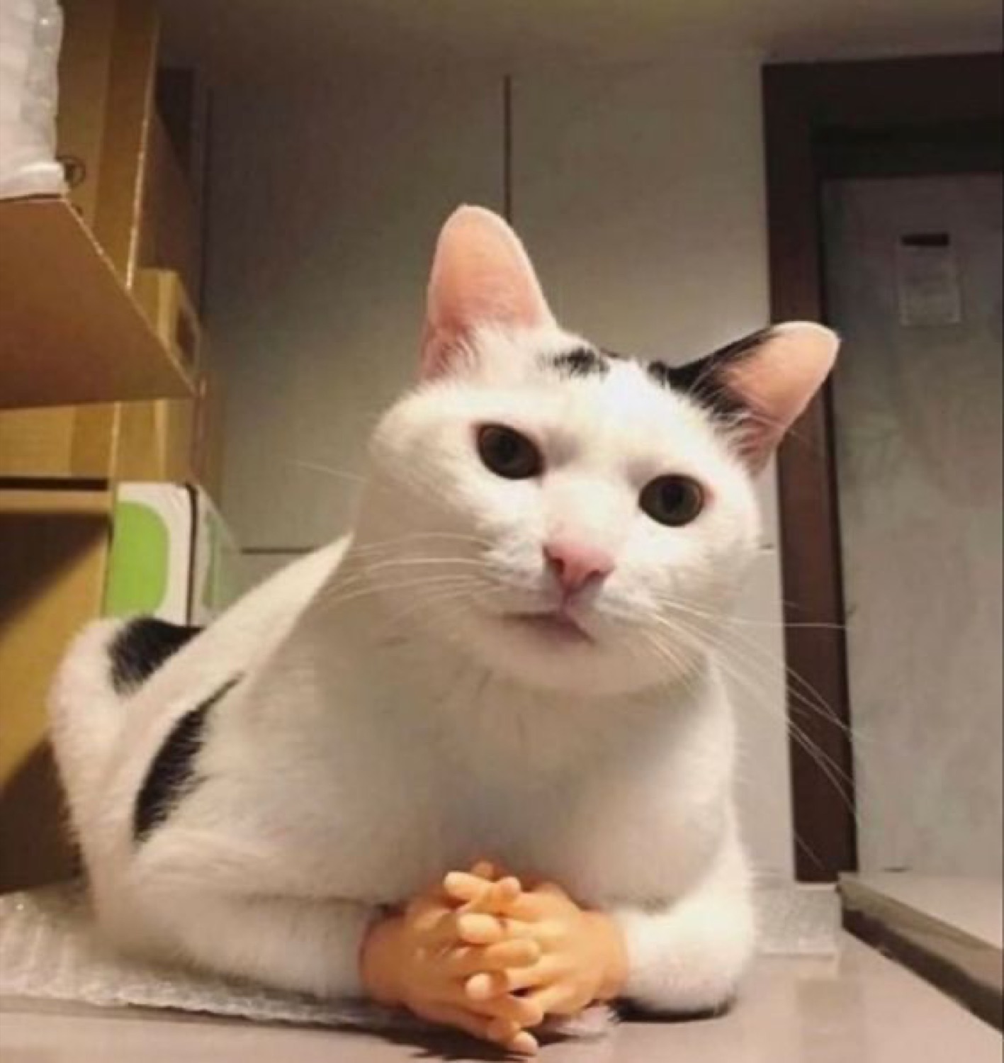 Black and white cat sitting upright with tiny human hands folded in front, plotting something