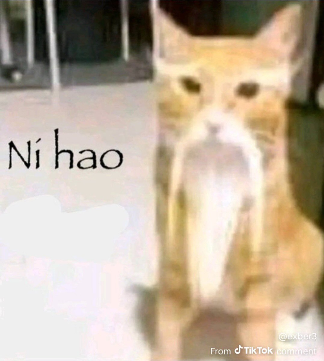 Orange cat with a wispy chin beard sitting upright staring ahead, captioned 'Ni hao'