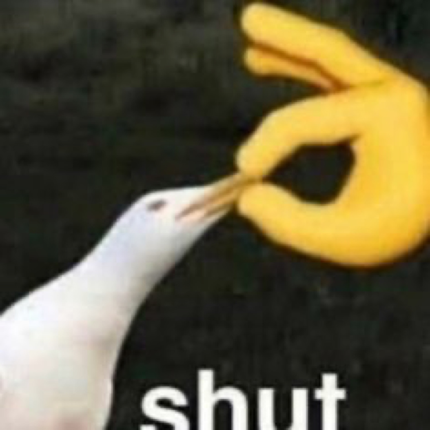 A cartoon hand pinching a seagull's beak shut, captioned 'shut'