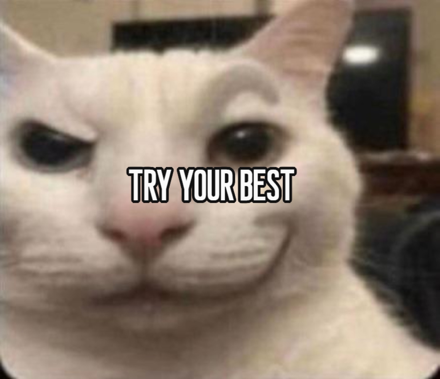 White cat with a raised-brow skeptical glare captioned 'TRY YOUR BEST'