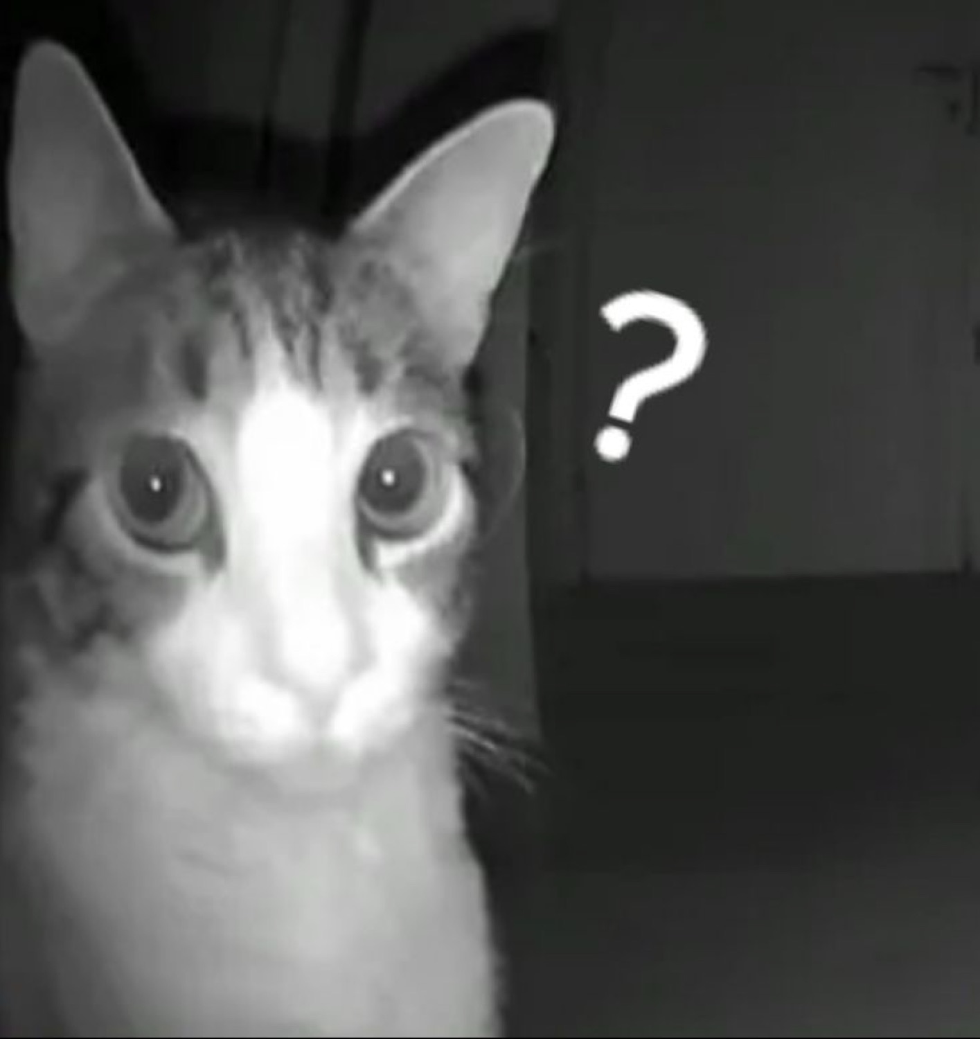 Wide-eyed cat caught in a dim night-vision shot with a floating question mark