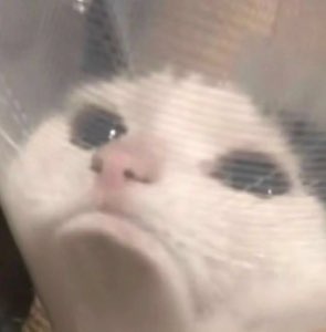 White cat peering out from a plastic cone looking miserable