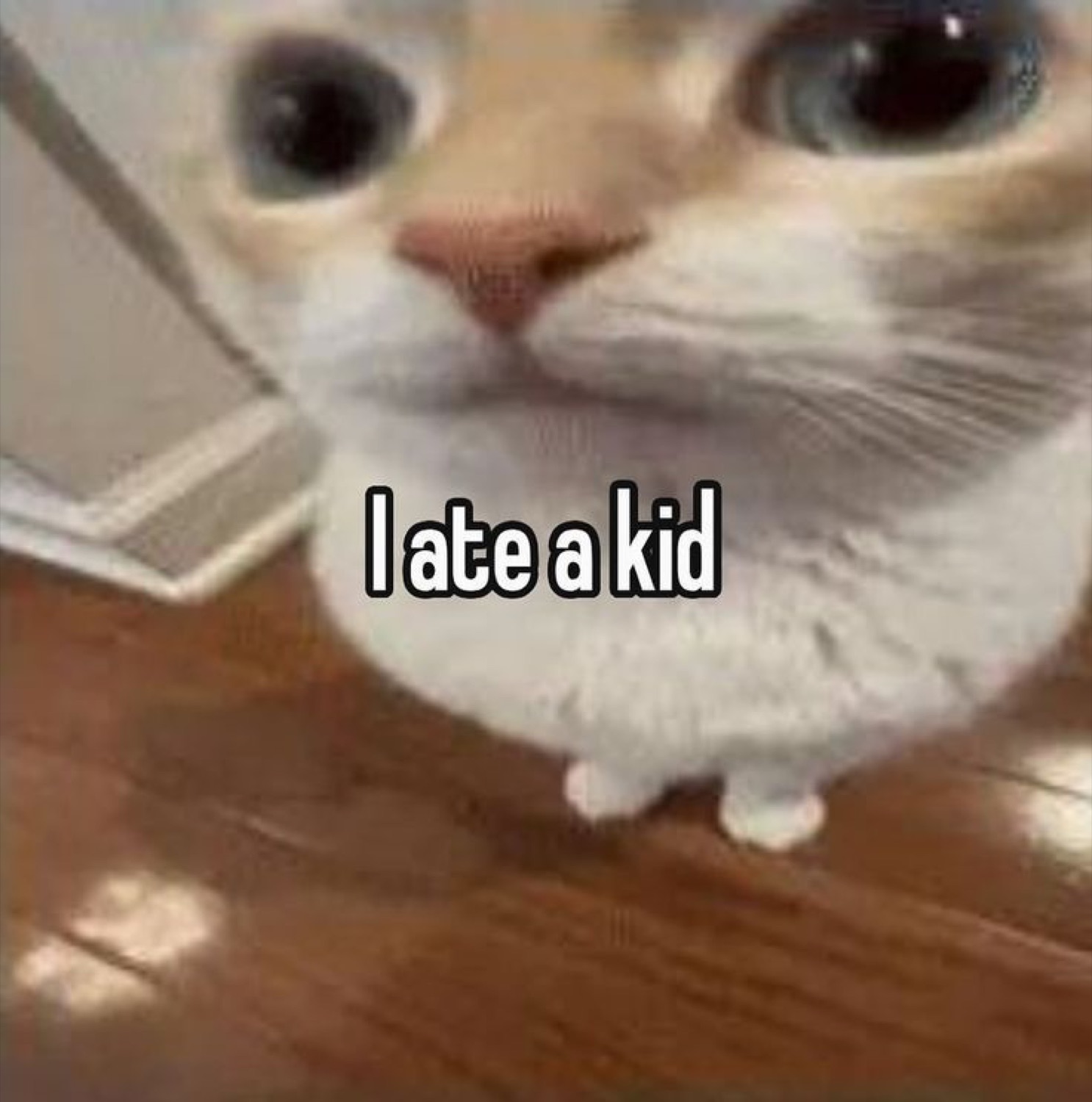 Wide-eyed white cat staring down the camera captioned 'I ate a kid'