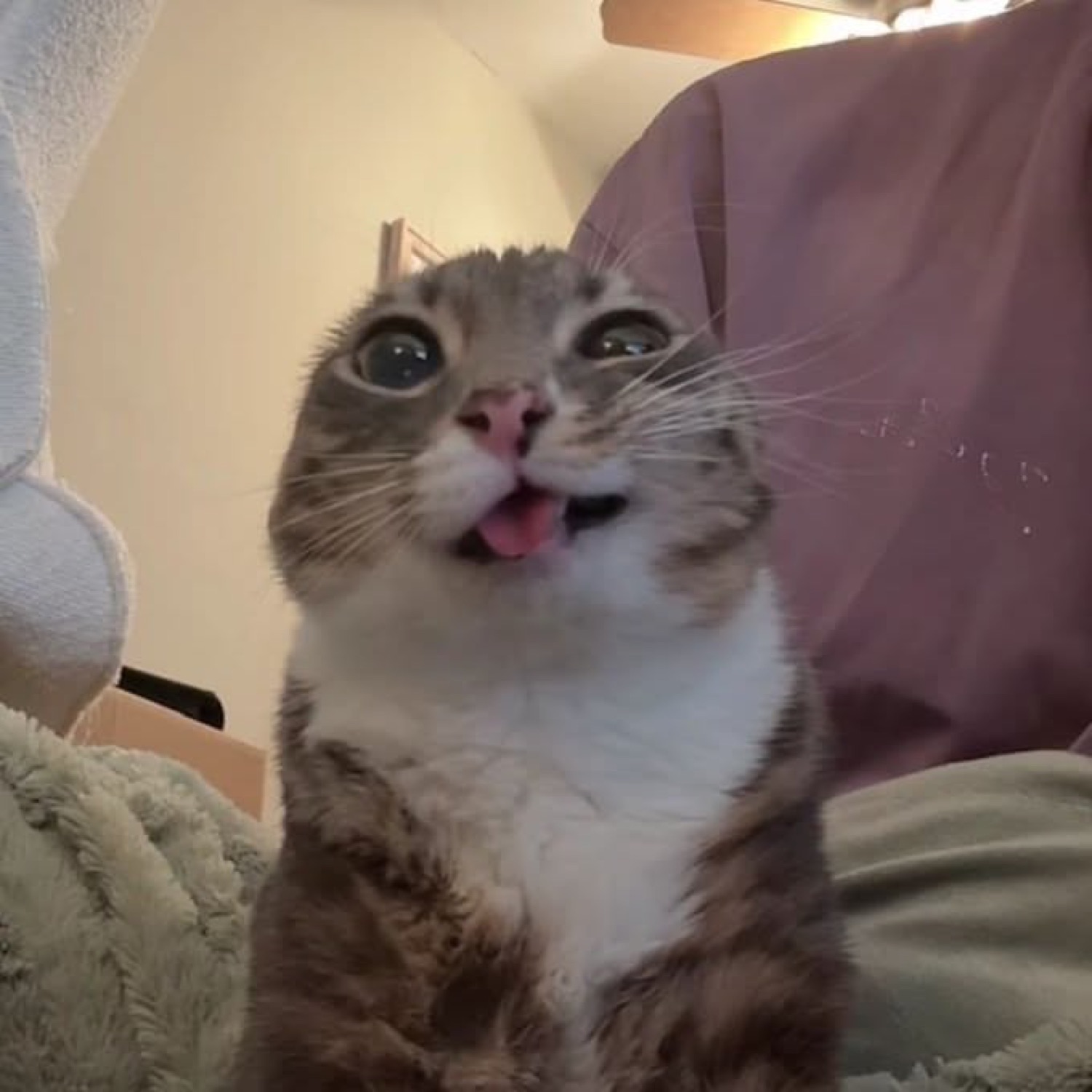 Cat with watery wide eyes and its tongue poking out mid-meow, looking thrilled