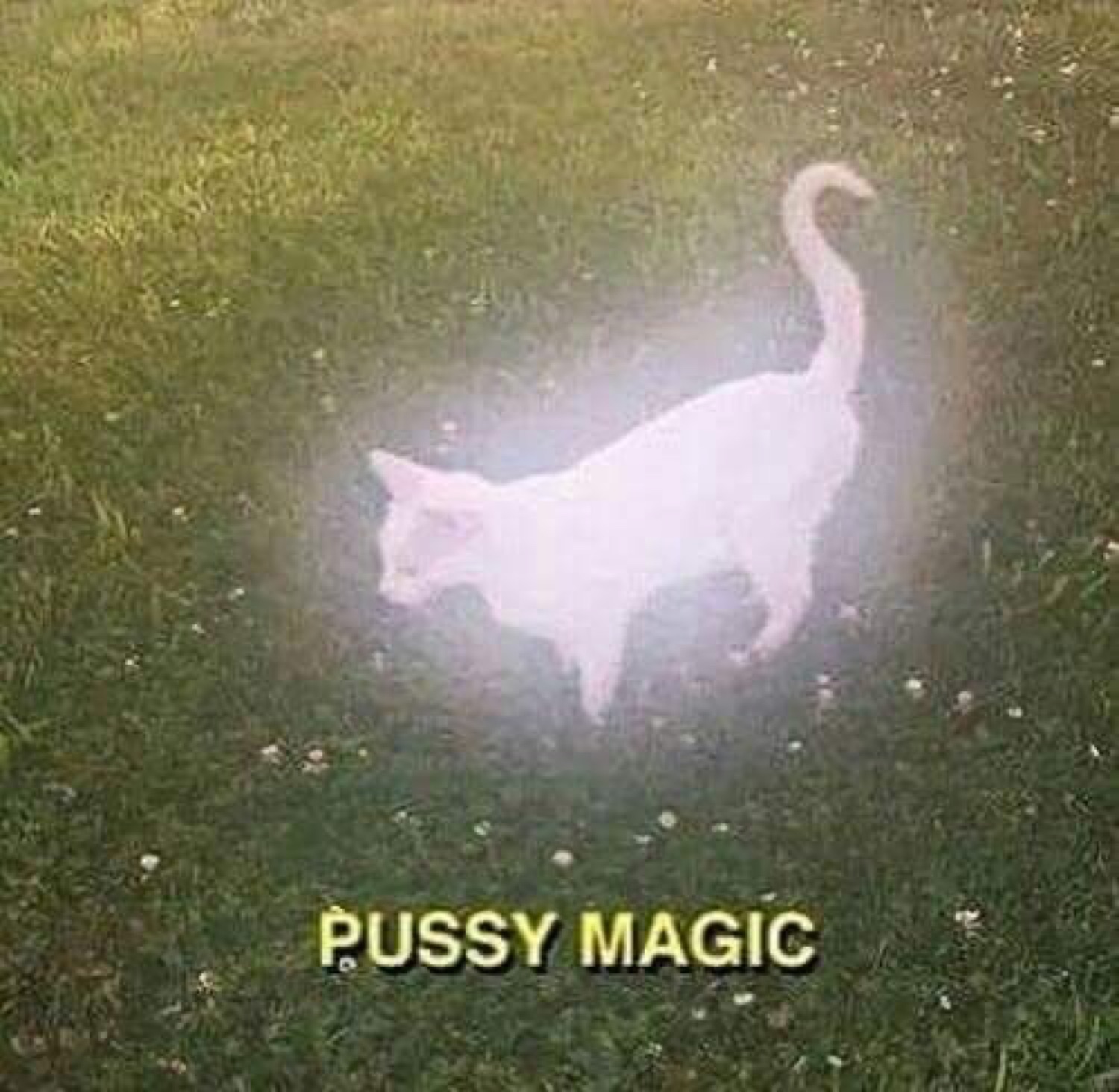 White cat glowing with a mystical aura in the grass captioned 'PUSSY MAGIC'