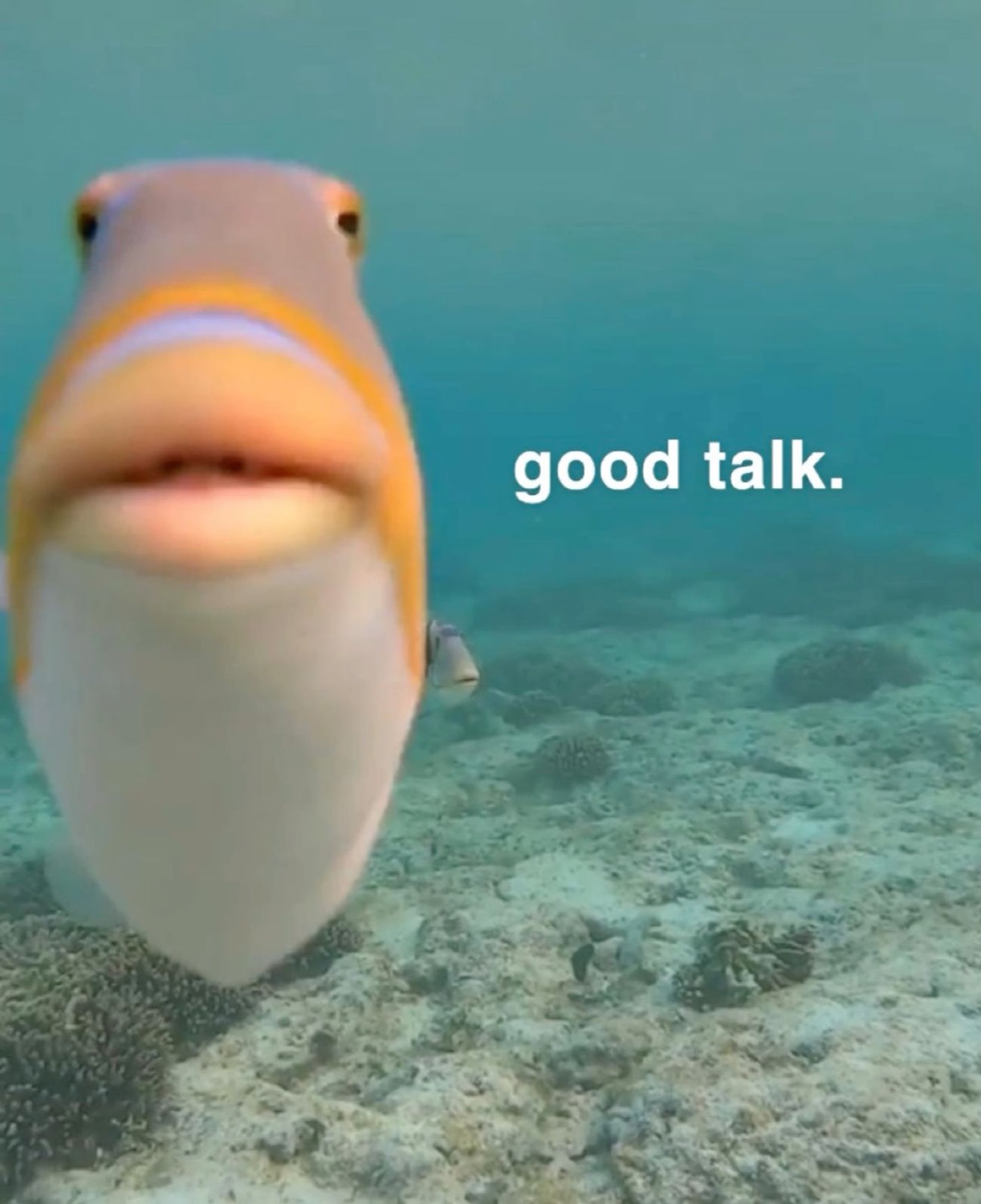 Triggerfish staring flatly into the camera underwater, captioned 'good talk'