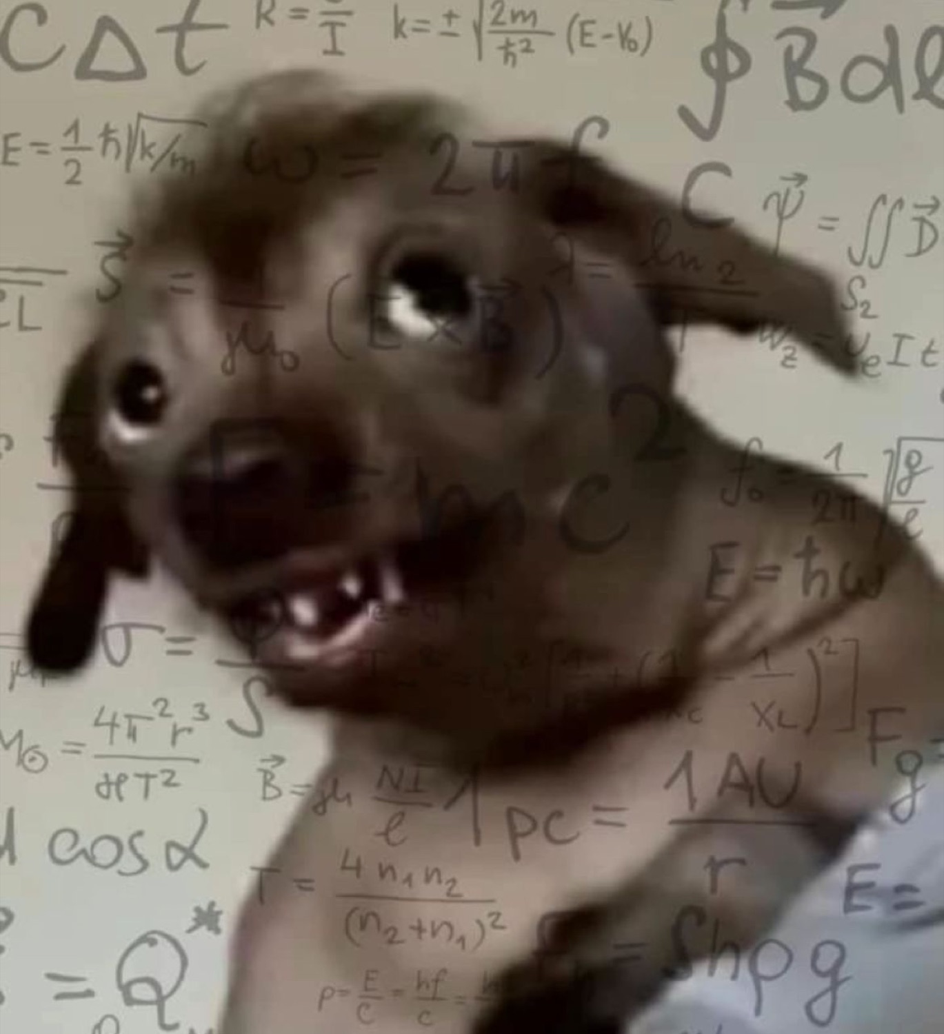 Puppy overlaid with floating physics equations, looking deep in overwhelmed thought