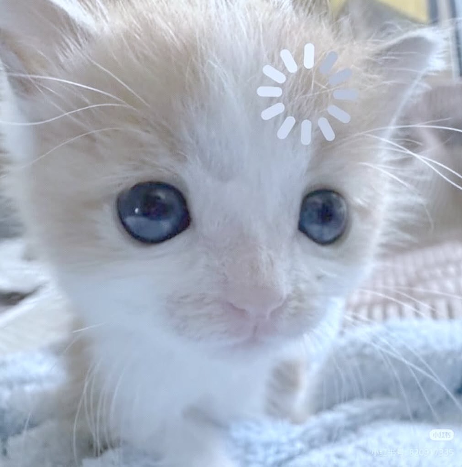 Fluffy cream kitten with huge blue eyes staring straight into the camera