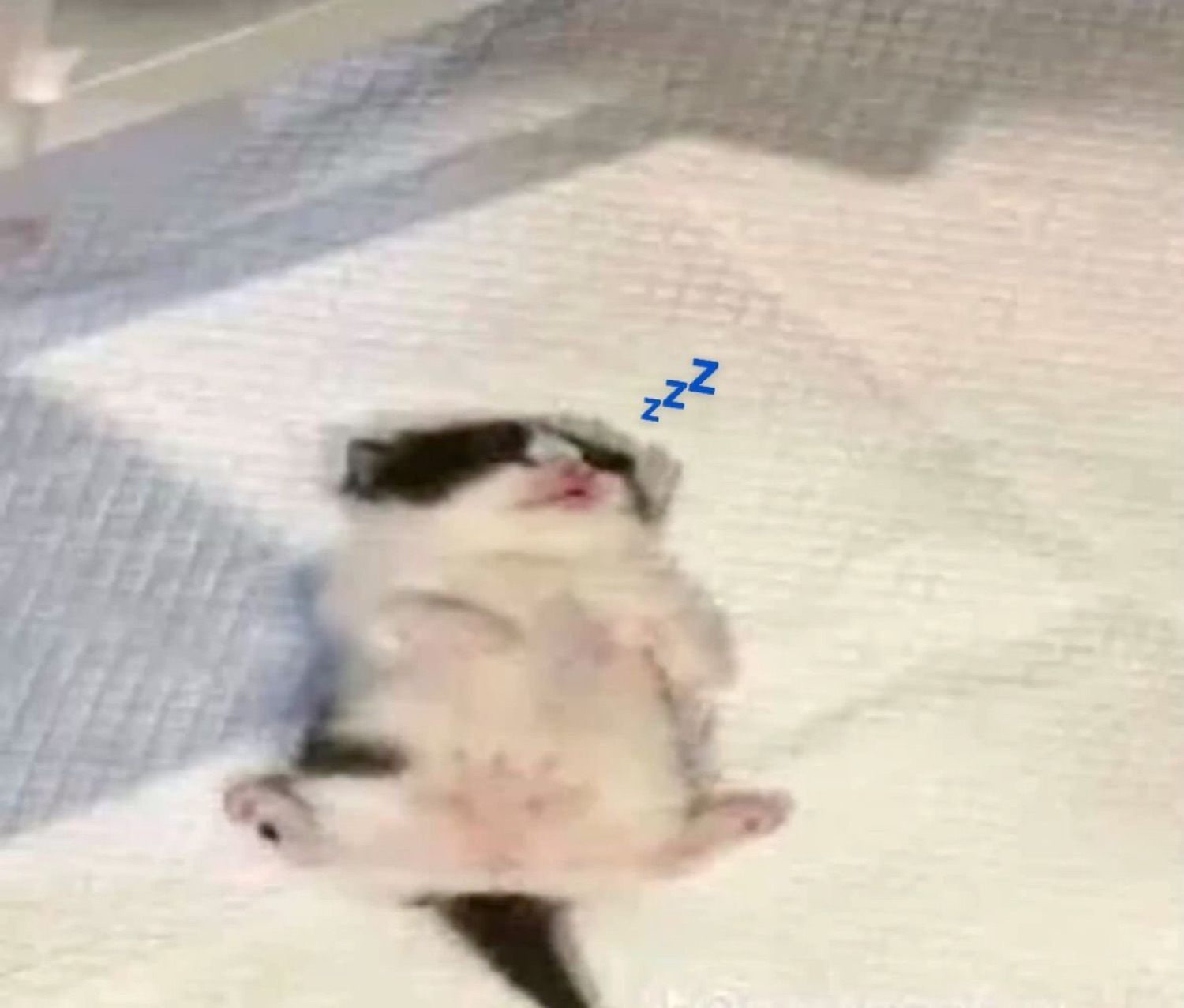 A tiny kitten flopped on its back fast asleep with a Zzz sticker