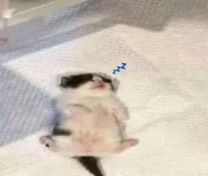 A tiny kitten flopped on its back fast asleep with a Zzz sticker