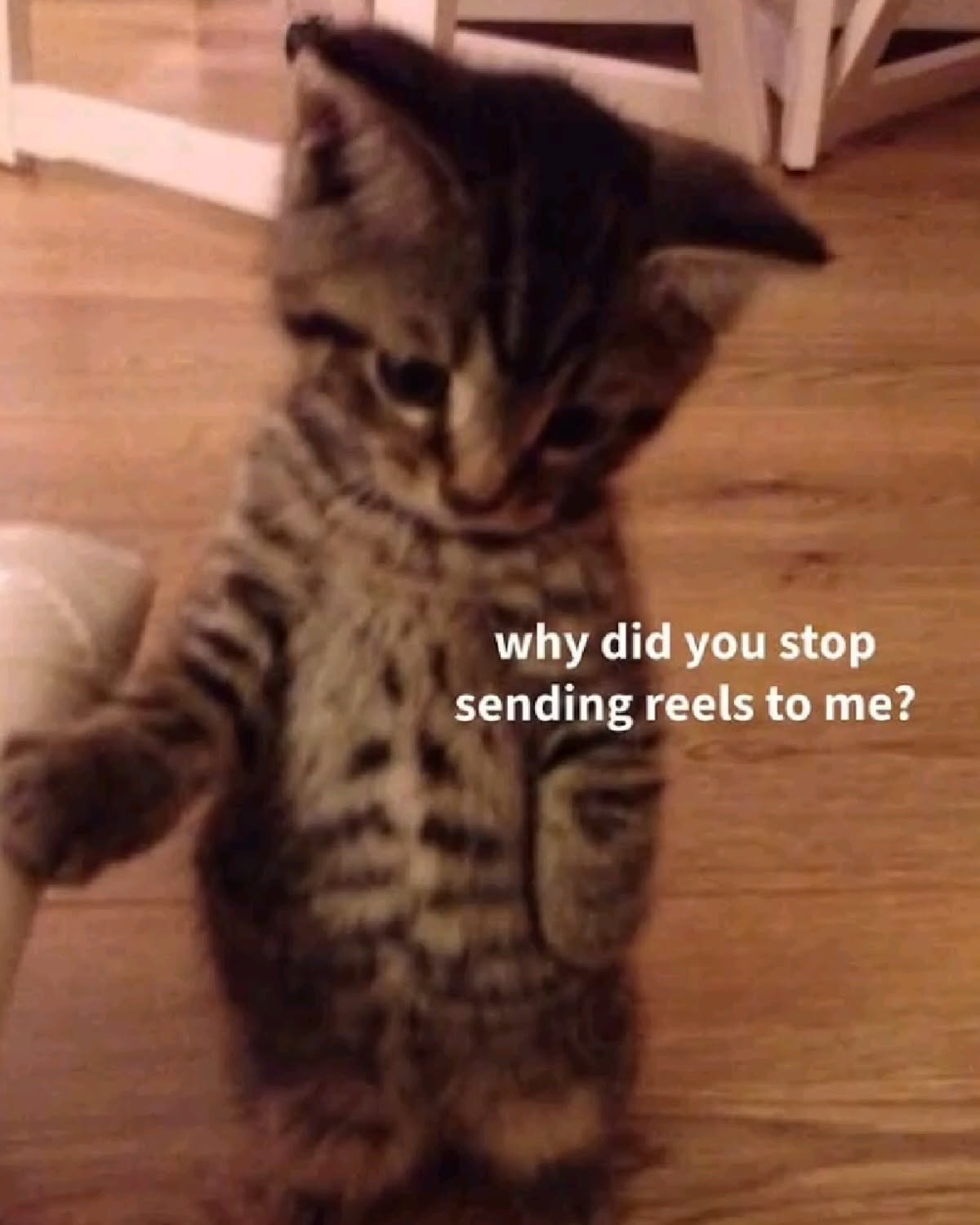 Tiny kitten standing upright with sad eyes asking why you stopped sending reels
