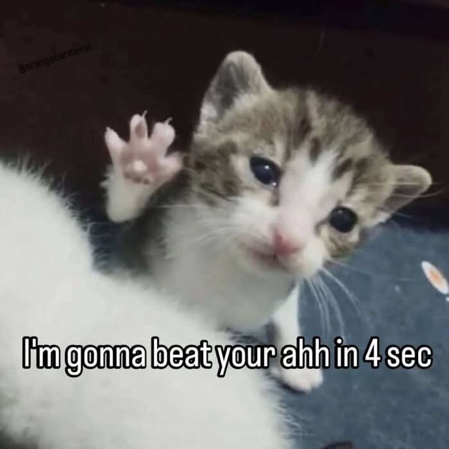 Tiny kitten rearing up with claws out and the caption 'I'm gonna beat your ahh in 4 sec'