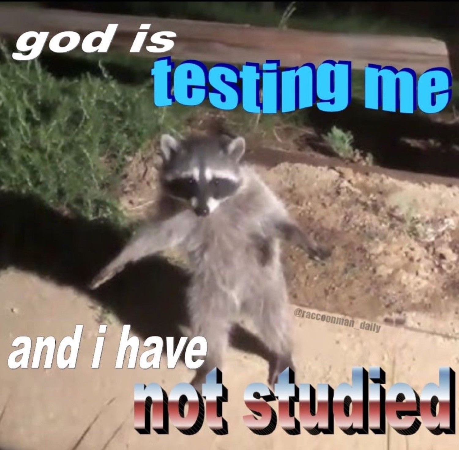 Raccoon standing upright in the dirt, arms out, under 'god is testing me and i have not studied'
