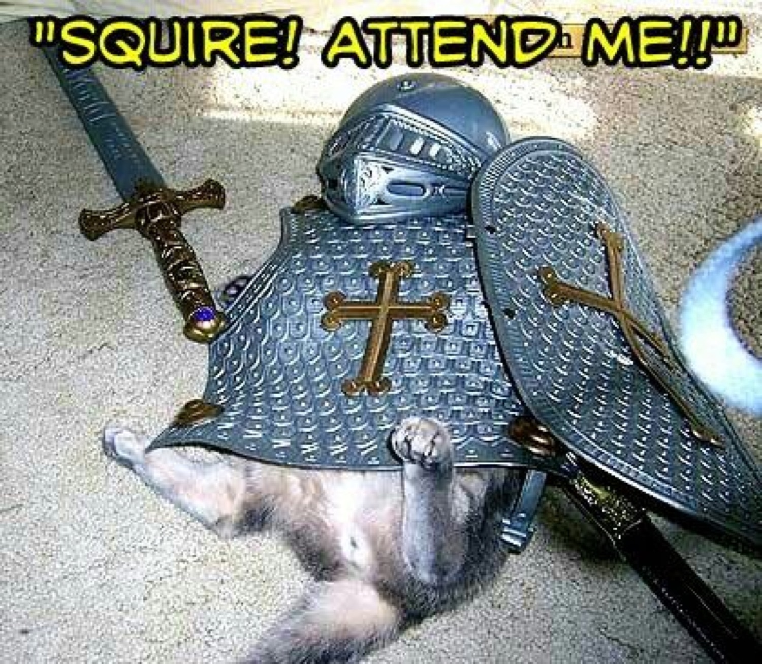 Cat lying belly-up under a knight's helmet and shield with a sword under '"SQUIRE! ATTEND ME!!"'